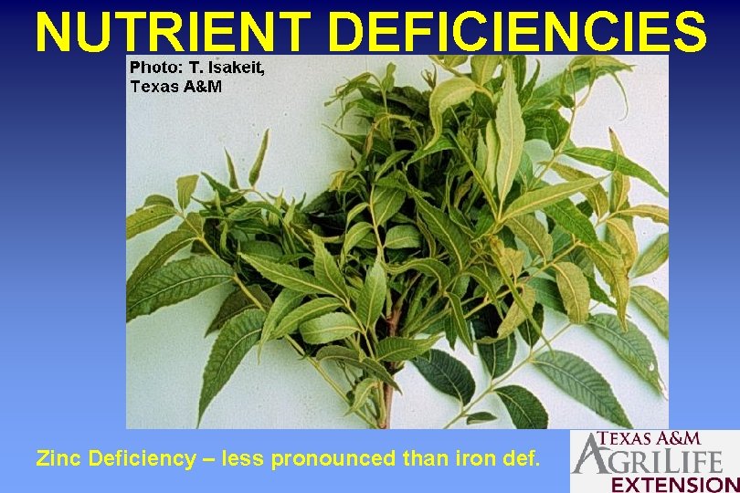 NUTRIENT DEFICIENCIES Zinc Deficiency – less pronounced than iron def. 
