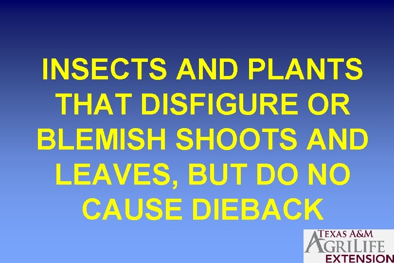 INSECTS AND PLANTS THAT DISFIGURE OR BLEMISH SHOOTS AND LEAVES, BUT DO NO CAUSE