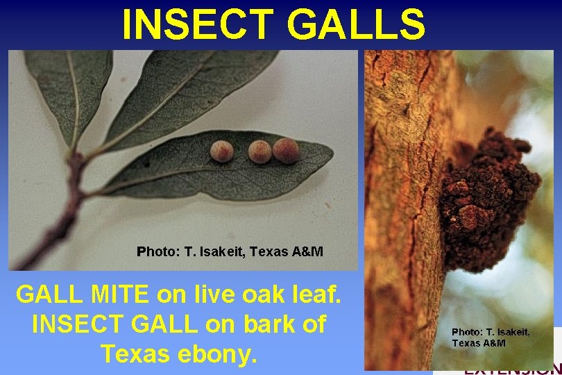 INSECT GALLS GALL MITE on live oak leaf. INSECT GALL on bark of Texas