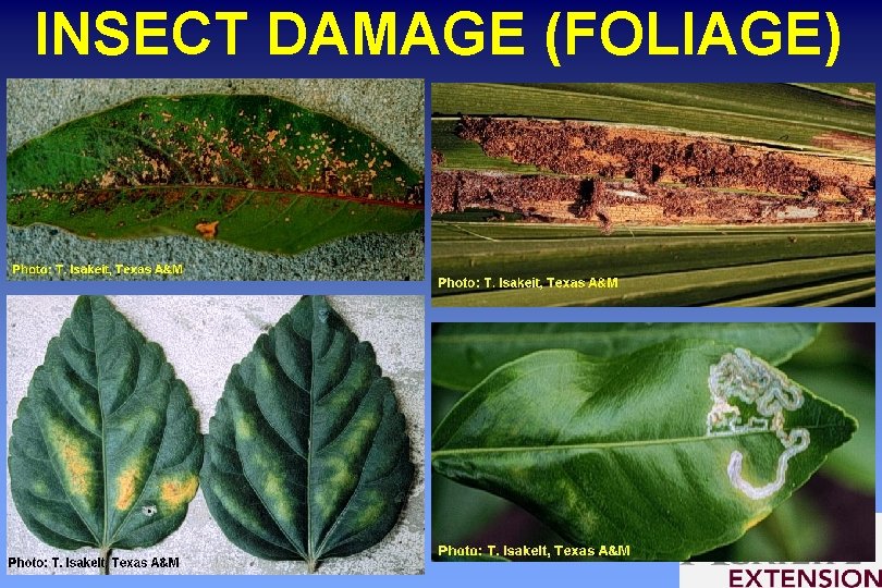 INSECT DAMAGE (FOLIAGE) 