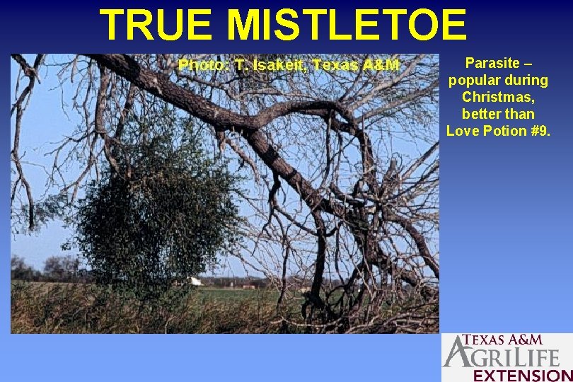 TRUE MISTLETOE Parasite – popular during Christmas, better than Love Potion #9. 