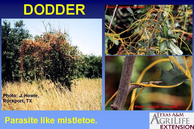 DODDER Parasite like mistletoe. 