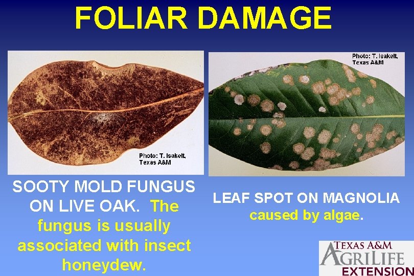 FOLIAR DAMAGE SOOTY MOLD FUNGUS ON LIVE OAK. The fungus is usually associated with
