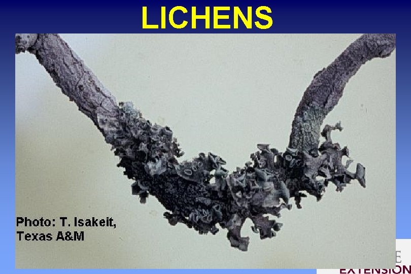 LICHENS 