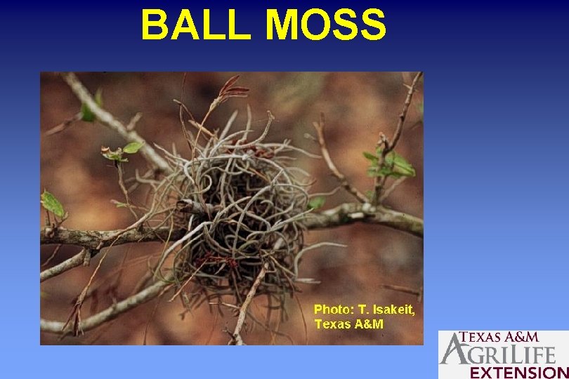 BALL MOSS 