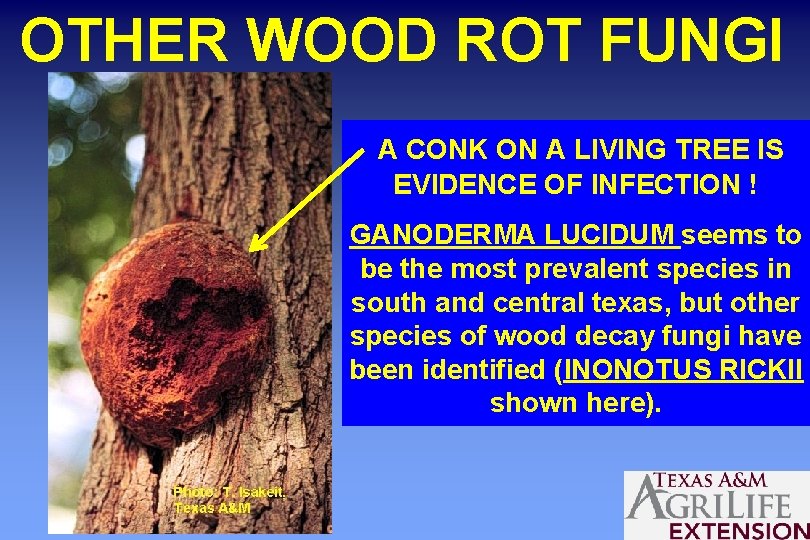 OTHER WOOD ROT FUNGI A CONK ON A LIVING TREE IS EVIDENCE OF INFECTION