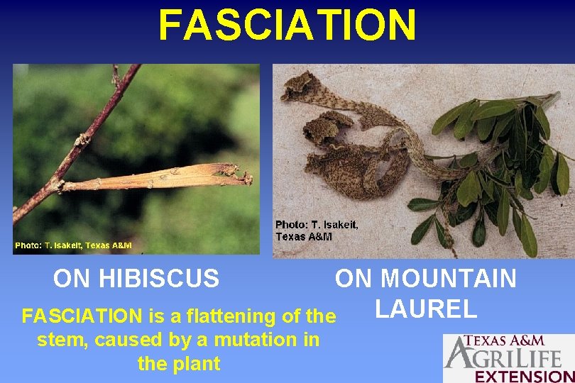 FASCIATION ON HIBISCUS ON MOUNTAIN LAUREL FASCIATION is a flattening of the stem, caused