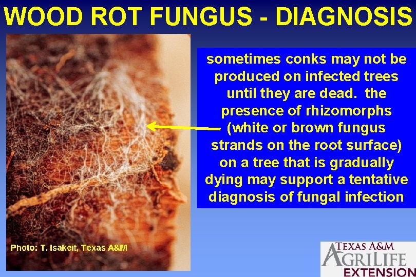 WOOD ROT FUNGUS - DIAGNOSIS sometimes conks may not be produced on infected trees