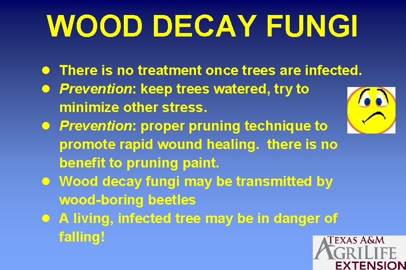 WOOD DECAY FUNGI l There is no treatment once trees are infected. l Prevention: