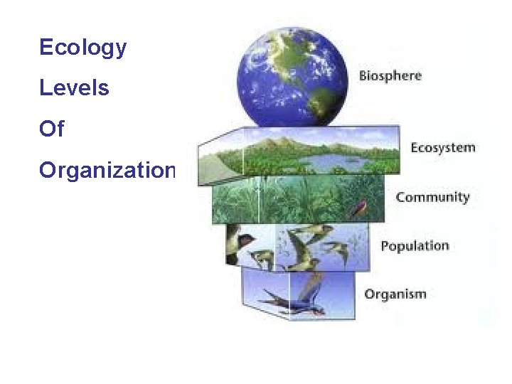 Ecology Levels Of Organization 
