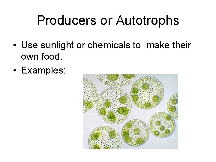 Producers or Autotrophs • Use sunlight or chemicals to make their own food. •