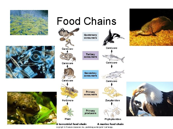 Food Chains 