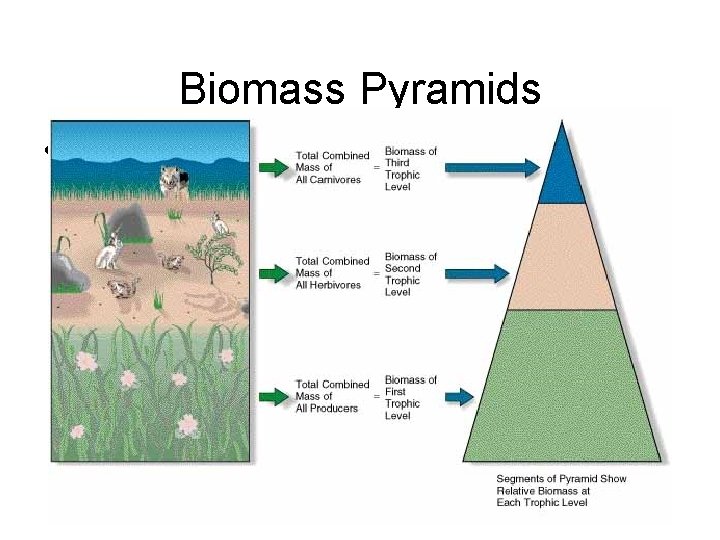 Biomass Pyramids • Biomass and numbers 