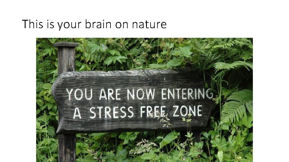 This is your brain on nature 