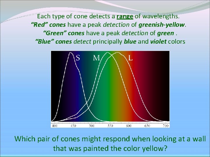 Each type of cone detects a range of wavelengths. “Red” cones have a peak Each type of cone detects a range of wavelengths. “Red” cones have a peak