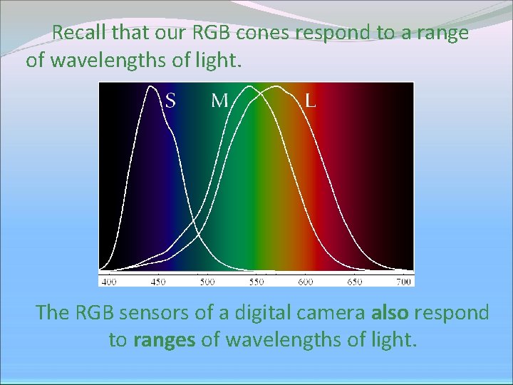 Recall that our RGB cones respond to a range of wavelengths of light. The Recall that our RGB cones respond to a range of wavelengths of light. The