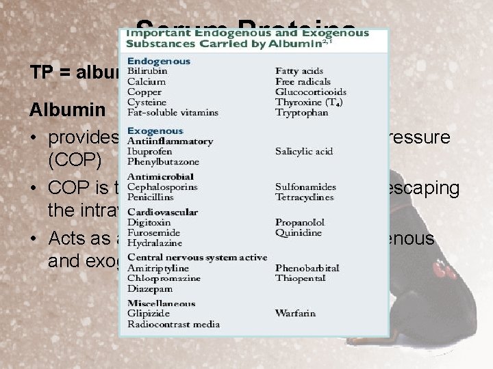 Serum Proteins TP = albumin + globulins Albumin • provides 75 -80% of the