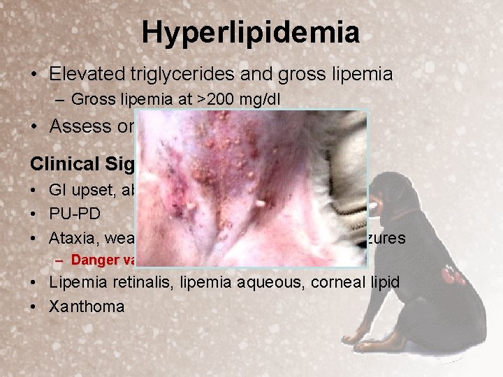 Hyperlipidemia • Elevated triglycerides and gross lipemia – Gross lipemia at >200 mg/dl •