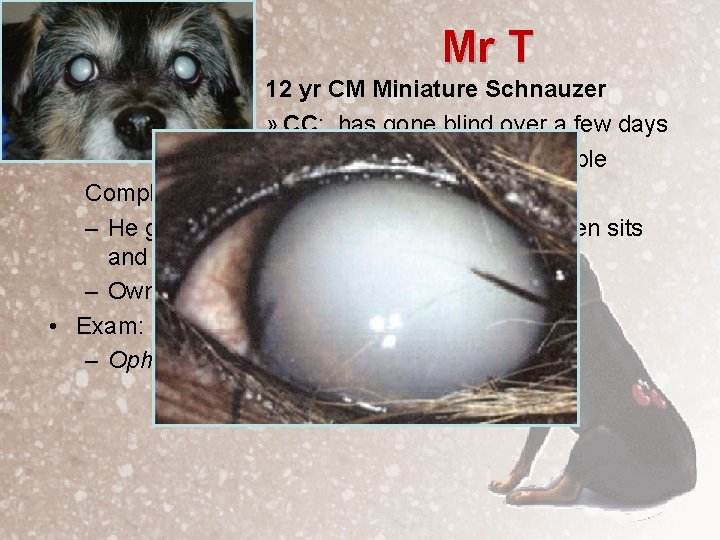 Mr T 12 yr CM Miniature Schnauzer » CC: has gone blind over a