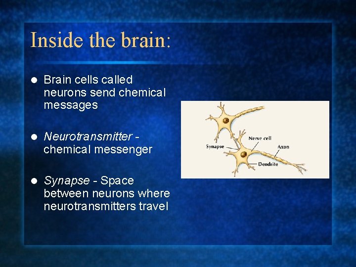 Inside the brain: l Brain cells called neurons send chemical messages l Neurotransmitter chemical