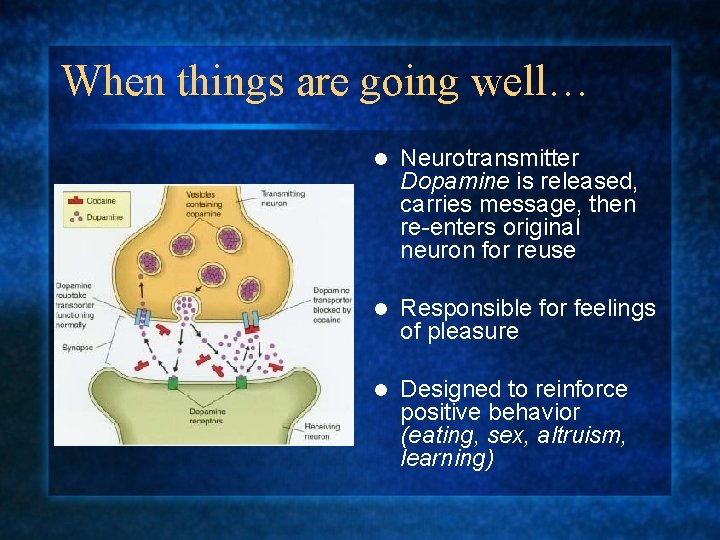 When things are going well… l Neurotransmitter Dopamine is released, carries message, then re-enters