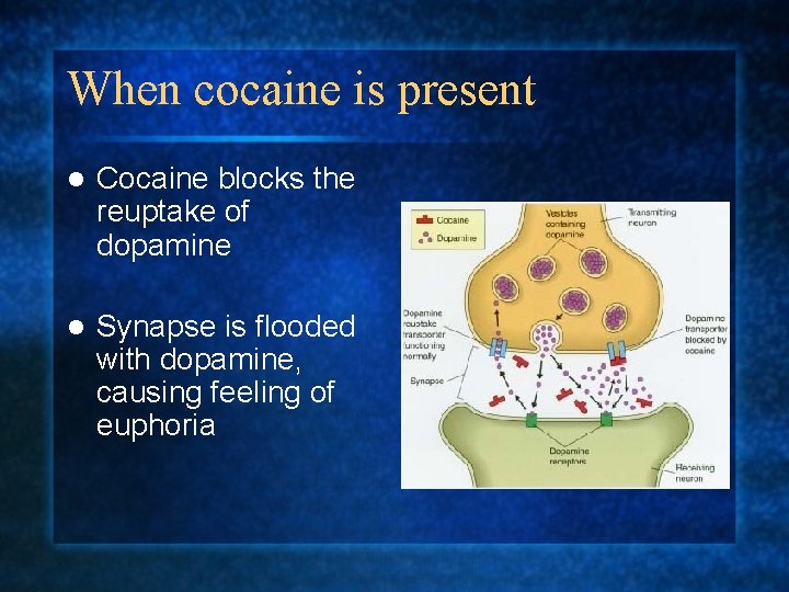 When cocaine is present l Cocaine blocks the reuptake of dopamine l Synapse is