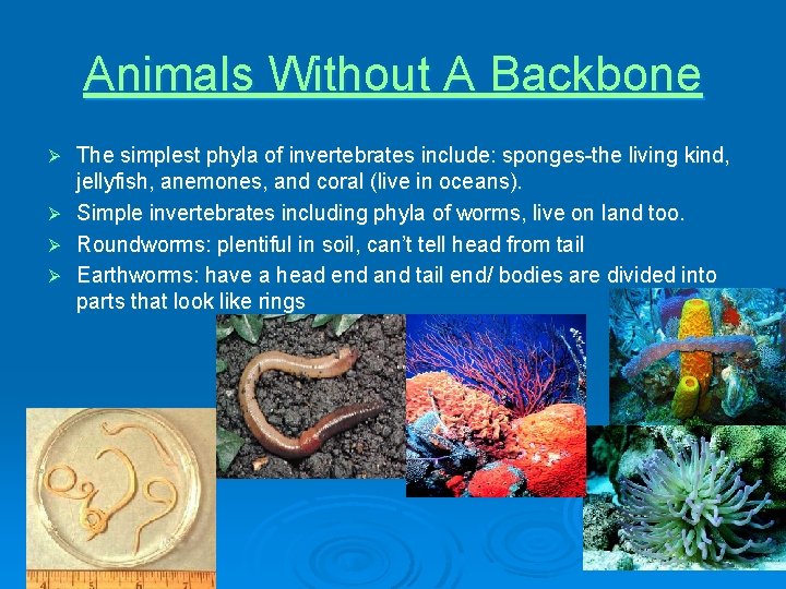 Animals Without A Backbone Ø Ø The simplest phyla of invertebrates include: sponges-the living