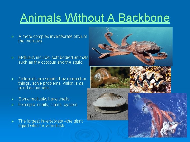 Animals Without A Backbone Ø A more complex invertebrate phylum is the mollusks. Ø