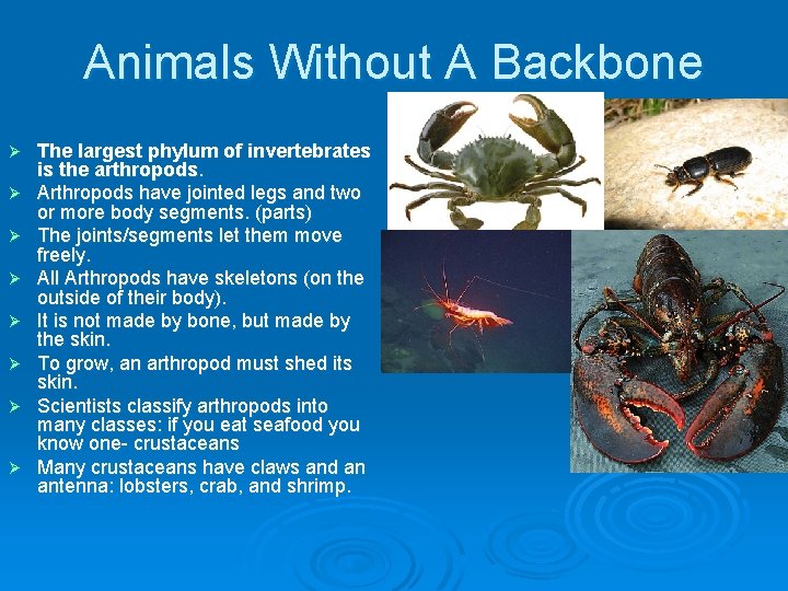 Animals Without A Backbone Ø Ø Ø Ø The largest phylum of invertebrates is