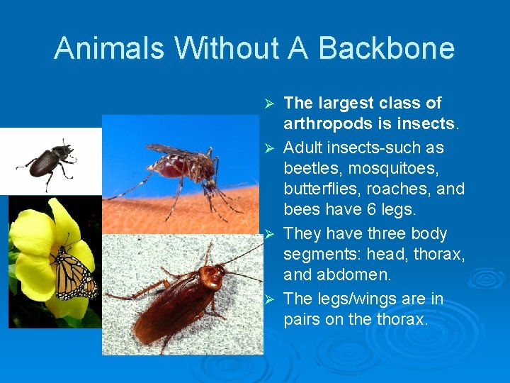 Animals Without A Backbone The largest class of arthropods is insects. Ø Adult insects-such