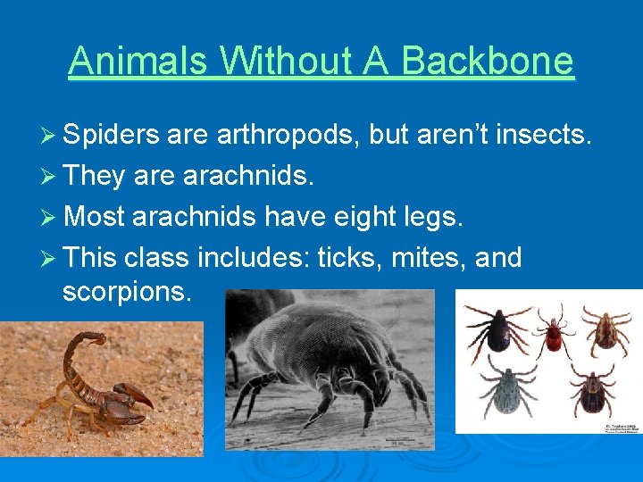 Animals Without A Backbone Ø Spiders are arthropods, but aren’t insects. Ø They are