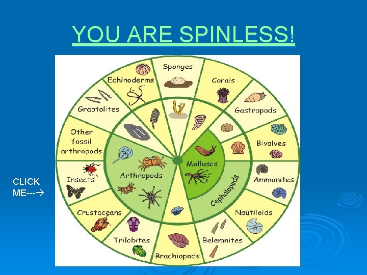 YOU ARE SPINLESS! CLICK ME--- 
