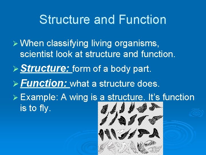 Structure and Function Ø When classifying living organisms, scientist look at structure and function.
