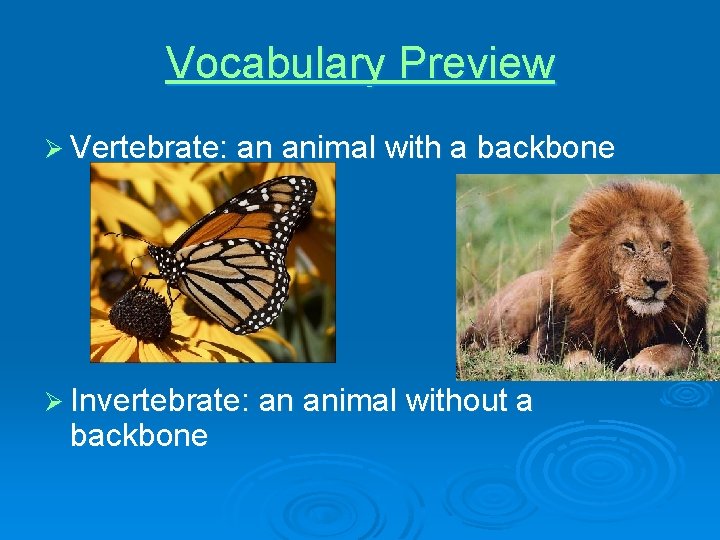 Vocabulary Preview Ø Vertebrate: an animal with a backbone Ø Invertebrate: an animal without
