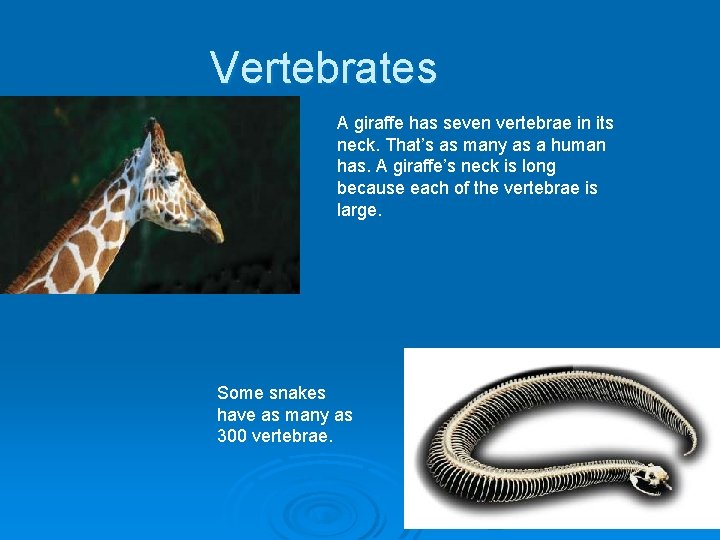 Vertebrates A giraffe has seven vertebrae in its neck. That’s as many as a