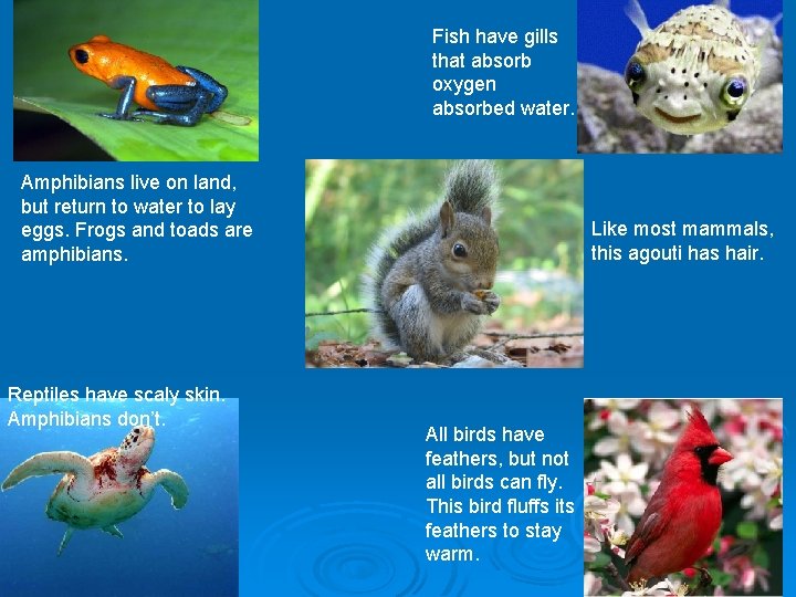 Fish have gills that absorb oxygen absorbed water. Amphibians live on land, but return