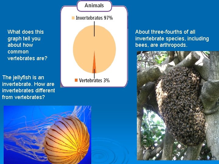What does this graph tell you about how common vertebrates are? The jellyfish is