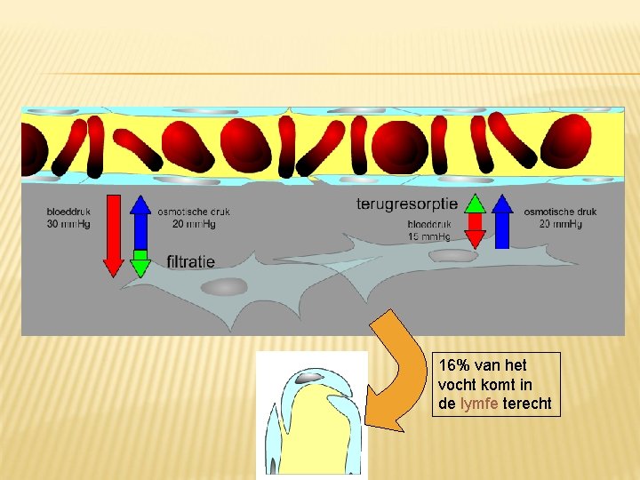 16% van het vocht komt in de lymfe terecht 