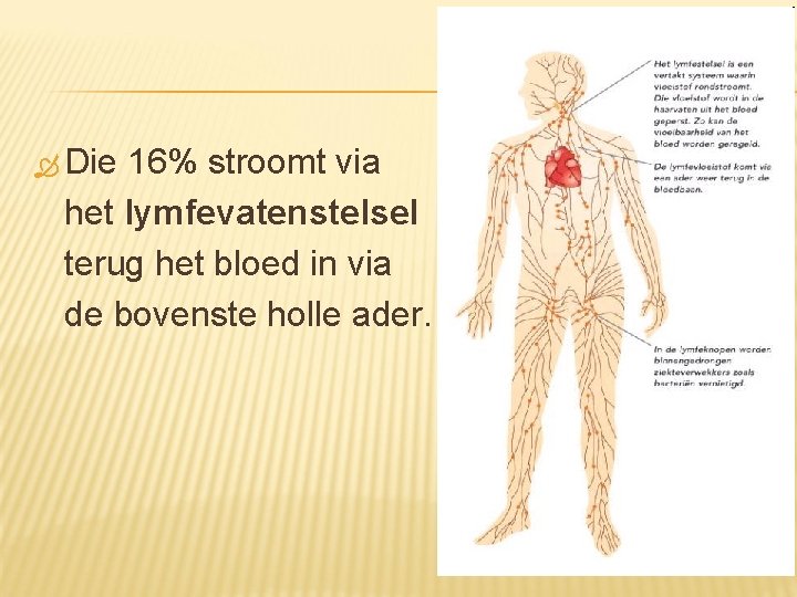  Die 16% stroomt via het lymfevatenstelsel terug het bloed in via de bovenste
