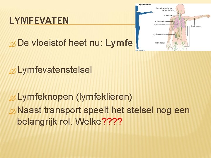 LYMFEVATEN De vloeistof heet nu: Lymfevatenstelsel Lymfeknopen (lymfeklieren) Naast transport speelt het stelsel nog