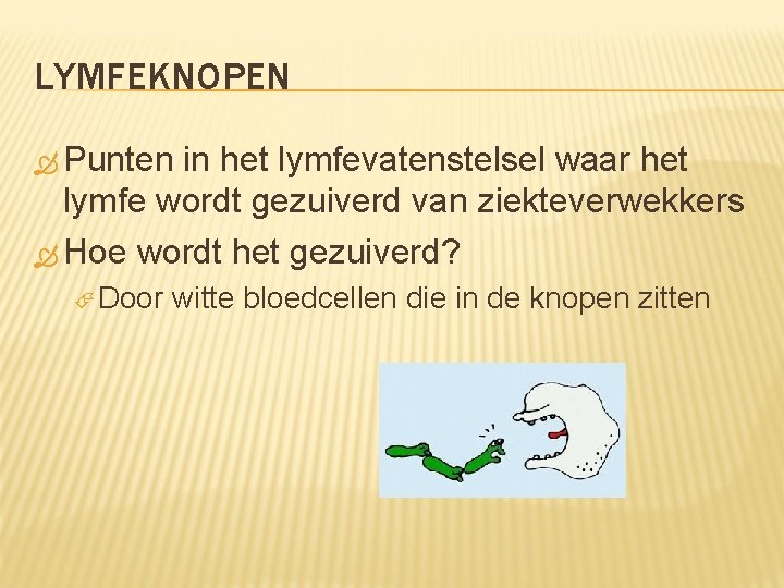 LYMFEKNOPEN Punten in het lymfevatenstelsel waar het lymfe wordt gezuiverd van ziekteverwekkers Hoe wordt