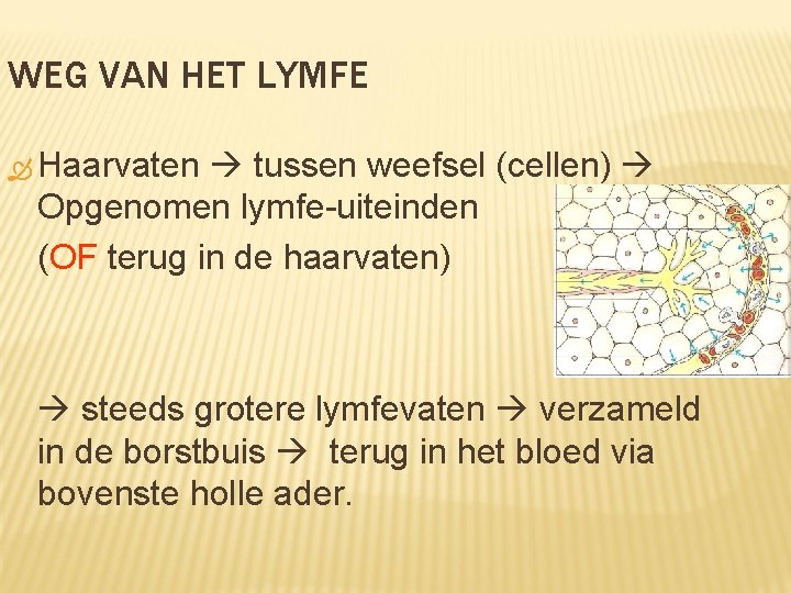WEG VAN HET LYMFE Haarvaten tussen weefsel (cellen) Opgenomen lymfe-uiteinden (OF terug in de