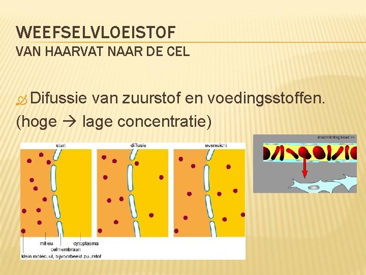 WEEFSELVLOEISTOF VAN HAARVAT NAAR DE CEL Difussie van zuurstof en voedingsstoffen. (hoge lage concentratie)