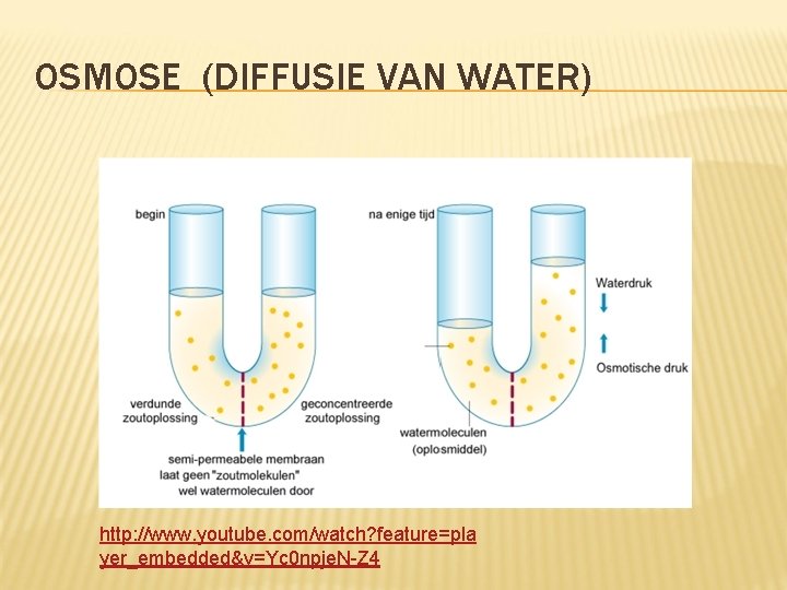 OSMOSE (DIFFUSIE VAN WATER) http: //www. youtube. com/watch? feature=pla yer_embedded&v=Yc 0 npje. N-Z 4