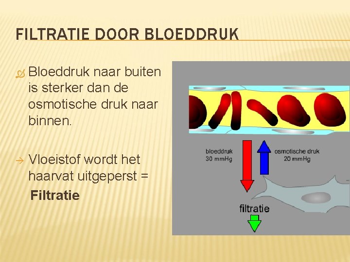 FILTRATIE DOOR BLOEDDRUK Bloeddruk naar buiten is sterker dan de osmotische druk naar binnen.