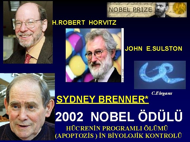H. ROBERT HORVITZ JOHN E. SULSTON SYDNEY BRENNER* C. Elegans 2002 NOBEL ÖDÜLÜ HÜCRENİN