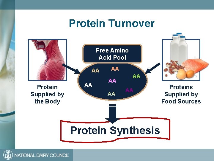 Protein Turnover Free Amino Acid Pool AA Protein Supplied by the Body AA AA