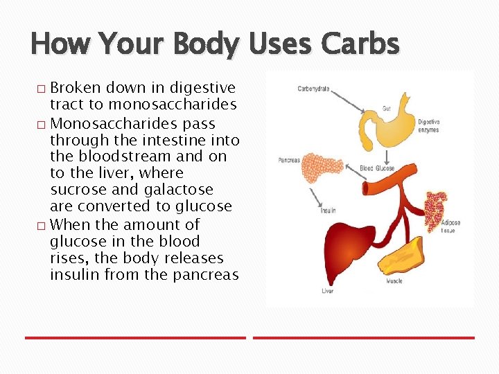 How Your Body Uses Carbs Broken down in digestive tract to monosaccharides � Monosaccharides