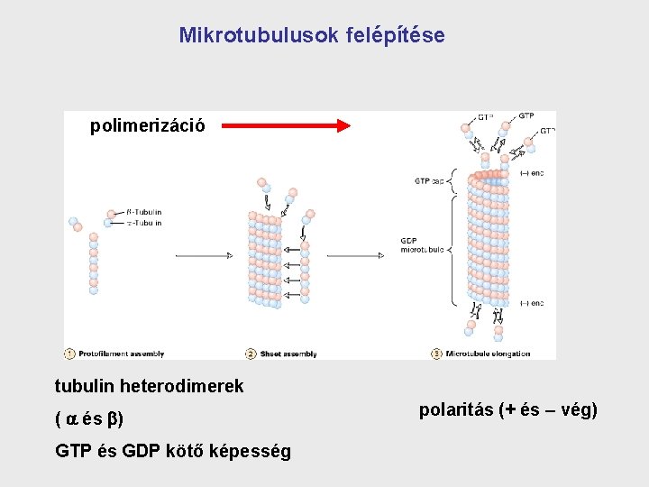 Mikrotubulusok felépítése polimerizáció tubulin heterodimerek ( és ) GTP és GDP kötő képesség polaritás