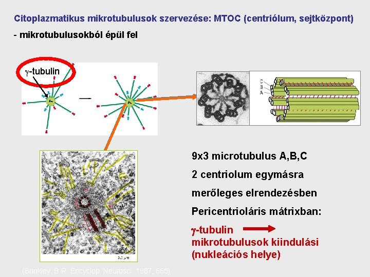 Citoplazmatikus mikrotubulusok szervezése: MTOC (centriólum, sejtközpont) - mikrotubulusokból épül fel -tubulin 9 x 3